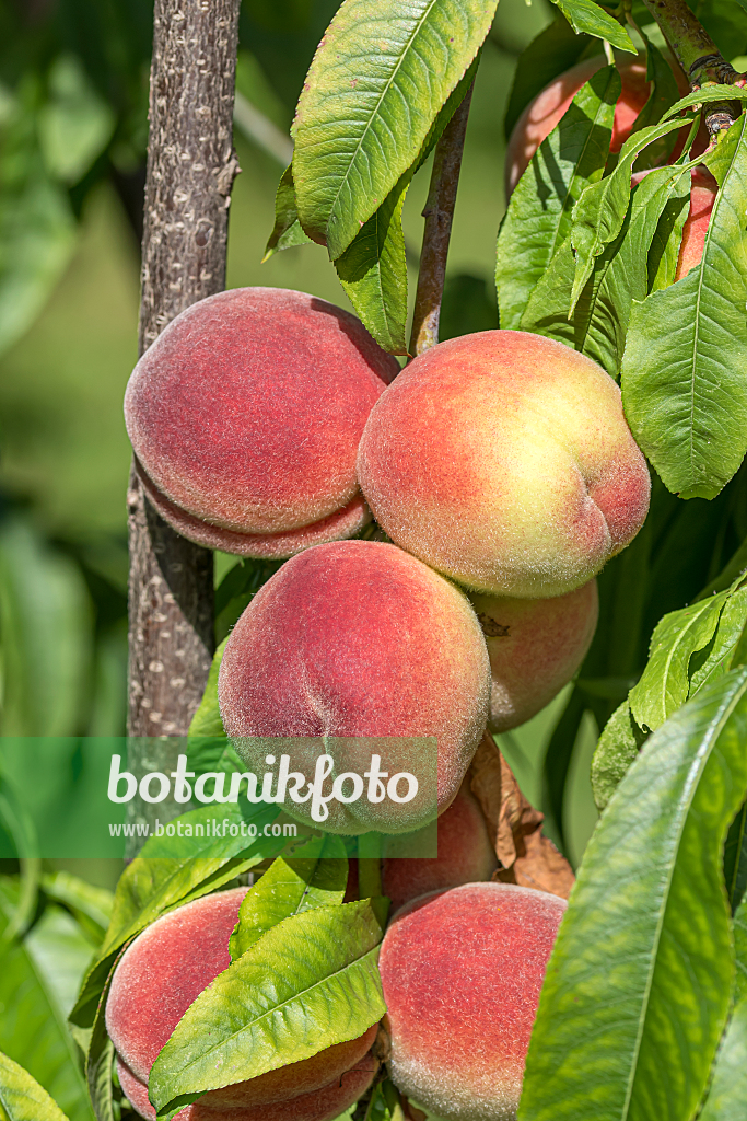664339 - Pfirsich (Prunus persica 'Benedicte')