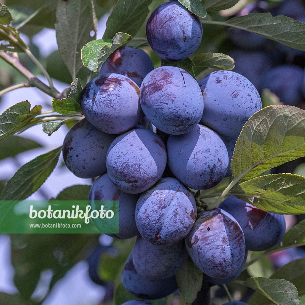616084 - Pflaume (Prunus domestica 'Italienische Zwetsche')