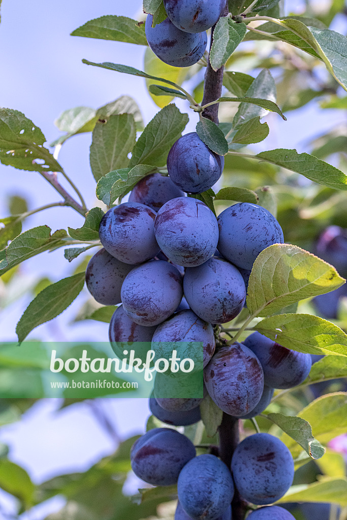 616085 - Pflaume (Prunus domestica 'Italienische Zwetsche')