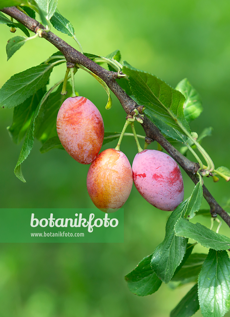 664337 - Pflaume (Prunus domestica 'Wohlriechender Spilling')