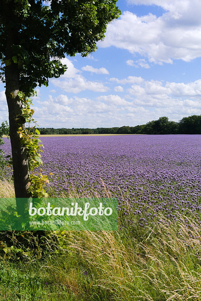 671013 - Phacélie à feuilles de tanaisie (Phacelia tanacetifolia)