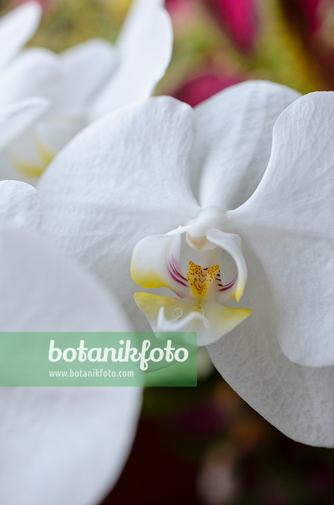 523245 - Phalaenopsis