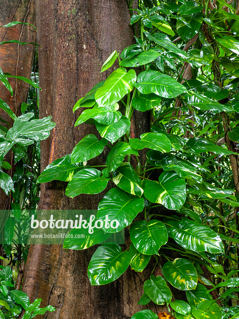434053 - Philodendron
