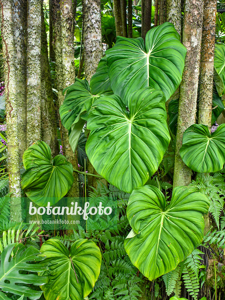 454156 - Philodendron