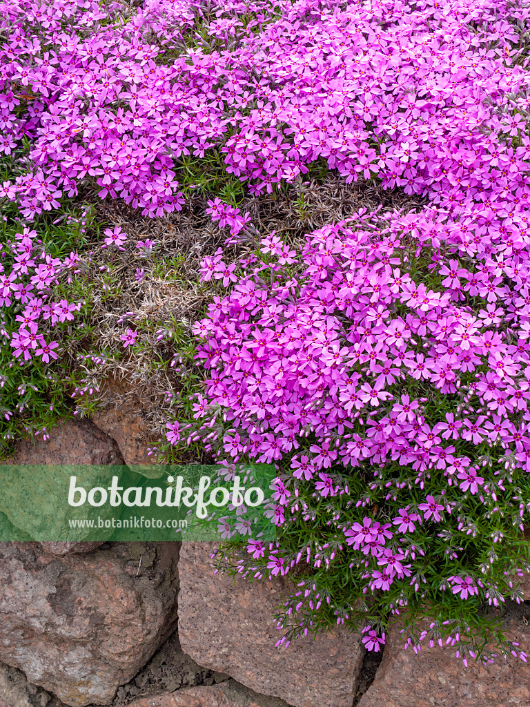 437194 - Phlox mousse (Phlox subulata)