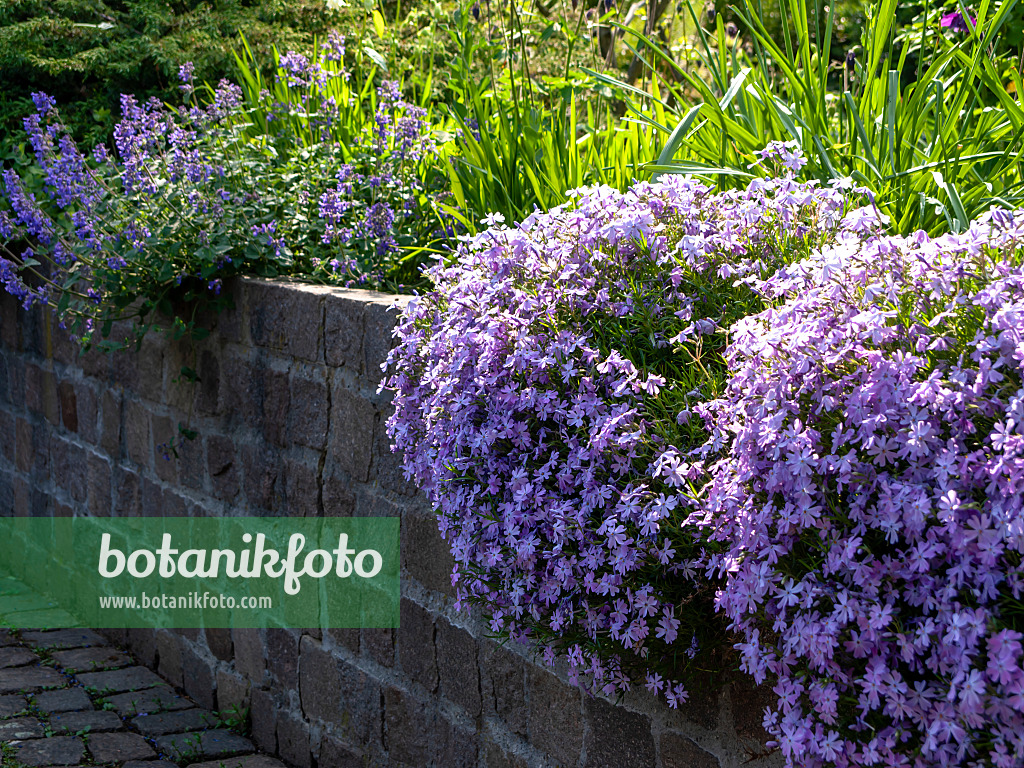 437270 - Phlox mousse (Phlox subulata)