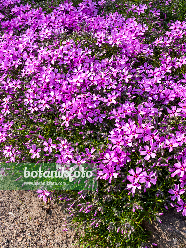 459057 - Phlox mousse (Phlox subulata)