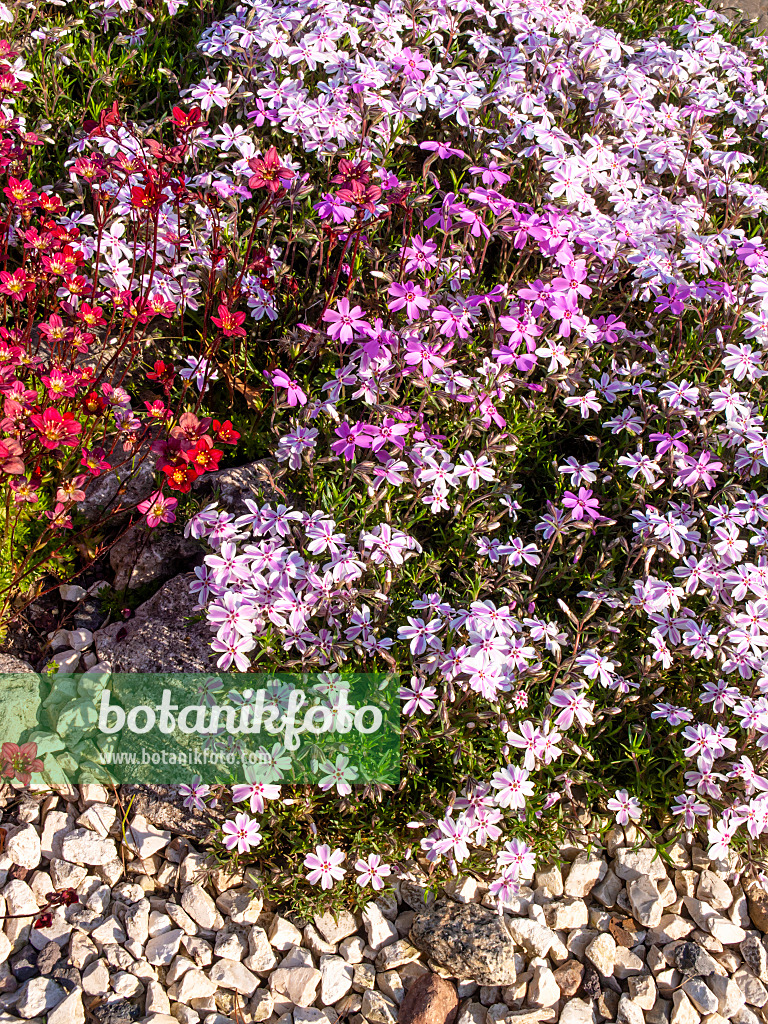 460054 - Phlox mousse (Phlox subulata)