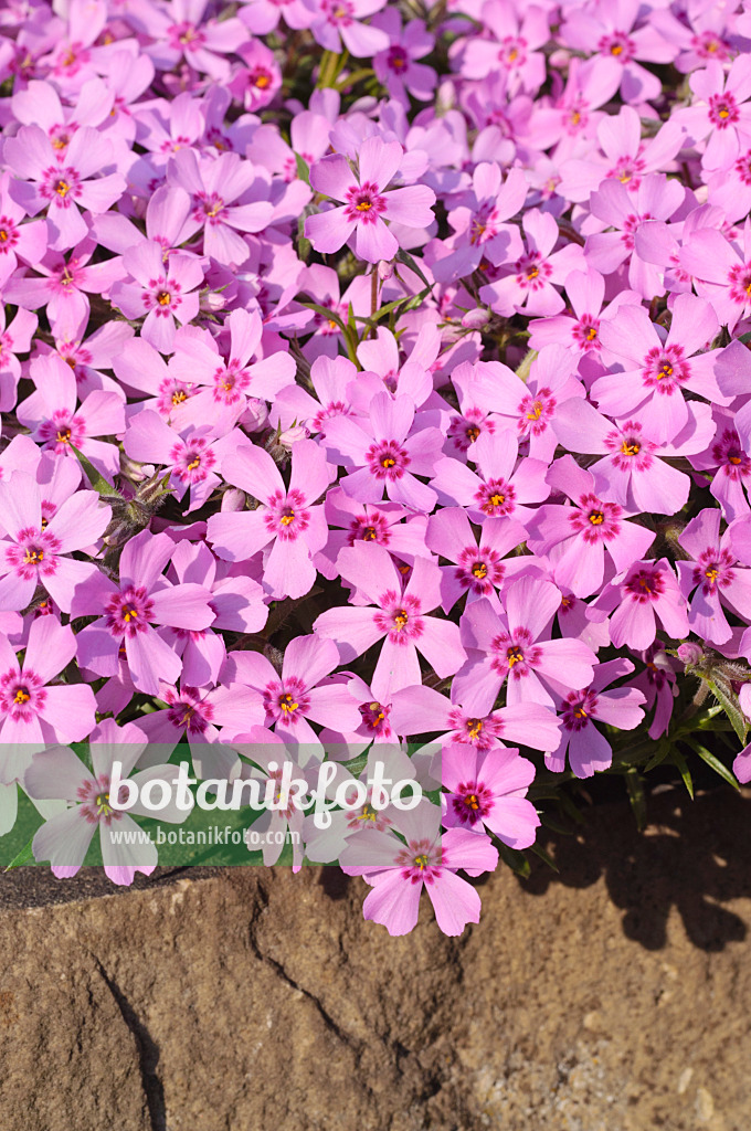 471235 - Phlox mousse (Phlox subulata)