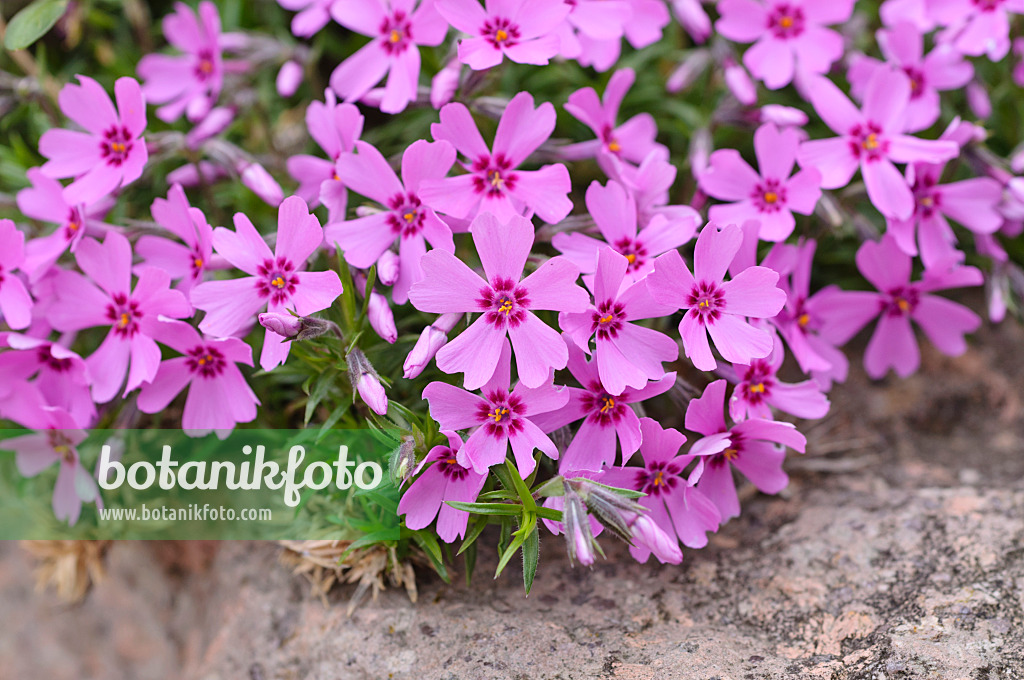 484030 - Phlox mousse (Phlox subulata)