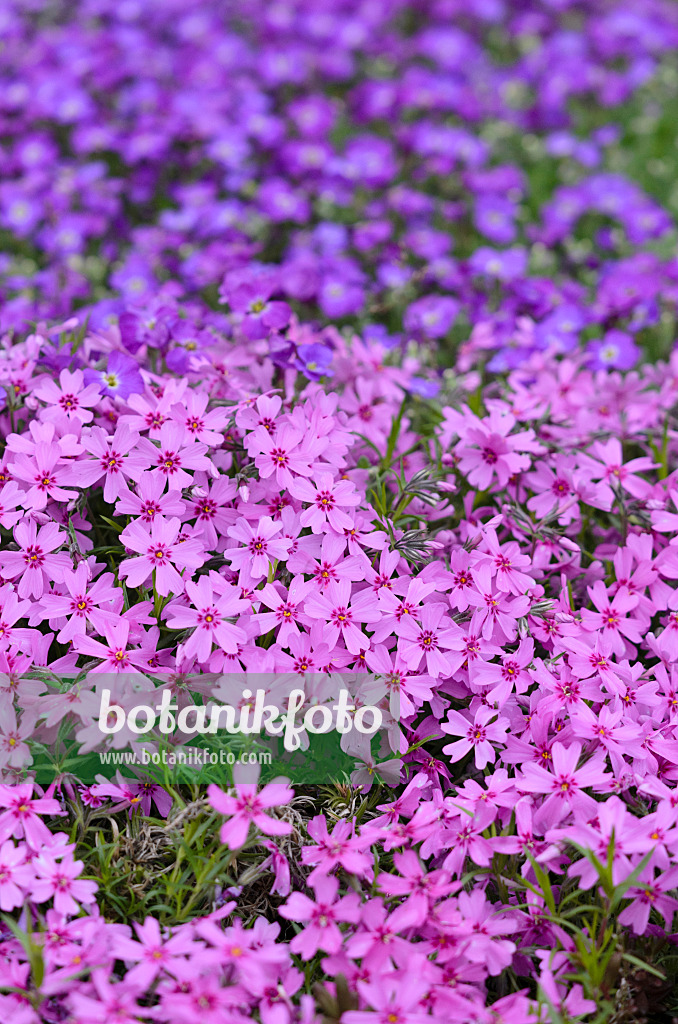 520129 - Phlox mousse (Phlox subulata)