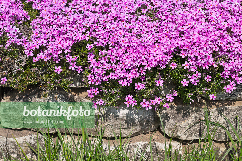 556097 - Phlox mousse (Phlox subulata)