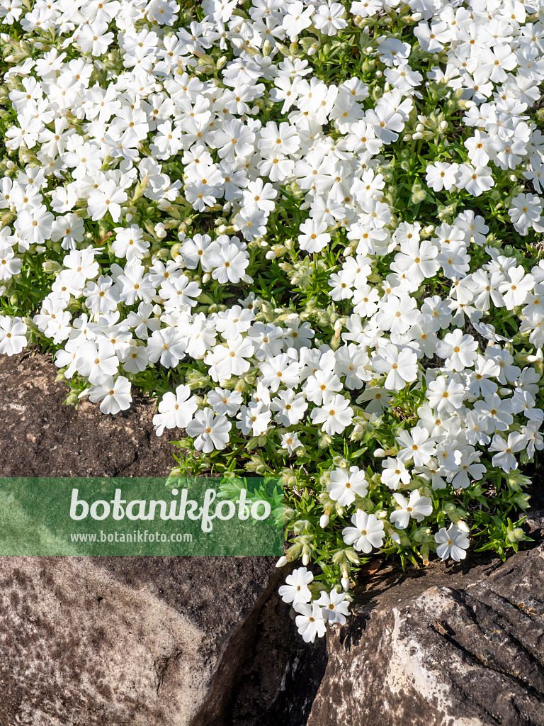 459058 - Phlox mousse (Phlox subulata 'Alba')