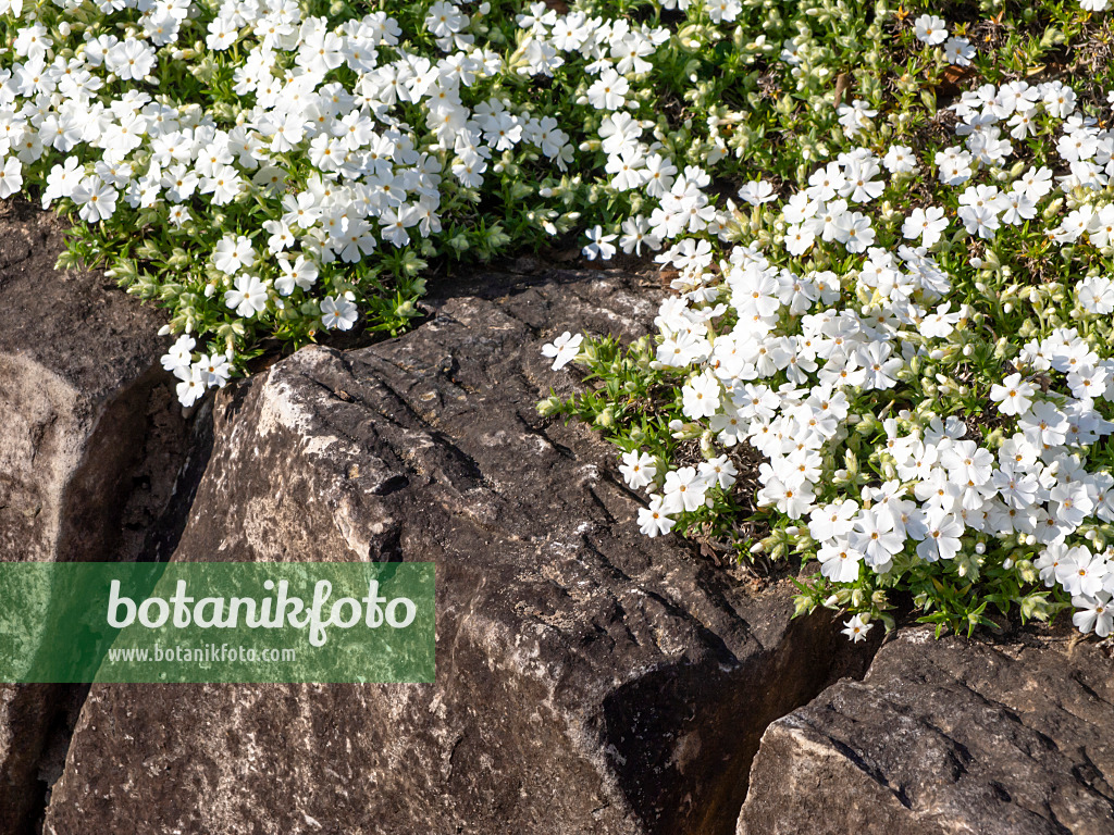 459059 - Phlox mousse (Phlox subulata 'Alba')