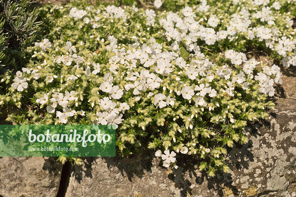 556084 - Phlox mousse (Phlox subulata 'Alba')