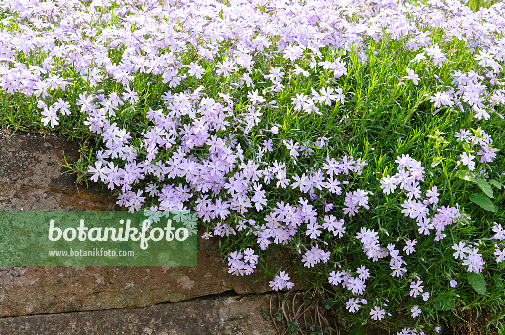 472045 - Phlox mousse (Phlox subulata 'Emerald Cushion Blue')