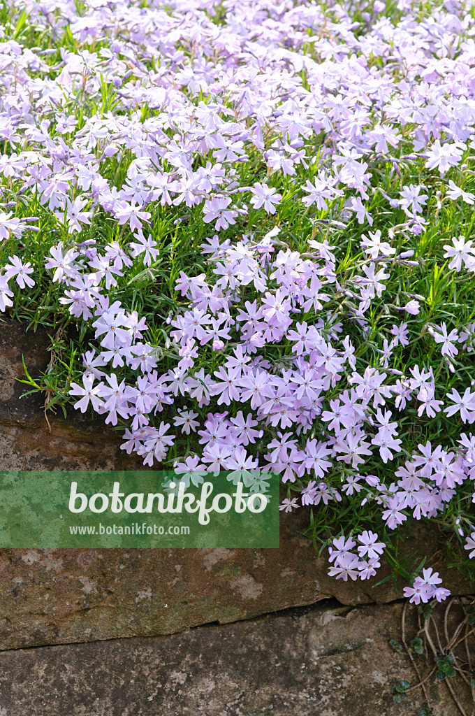 472046 - Phlox mousse (Phlox subulata 'Emerald Cushion Blue')