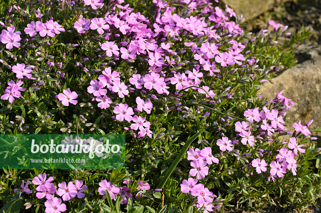 495238 - Phlox mousse (Phlox subulata 'G.W. Wilson')