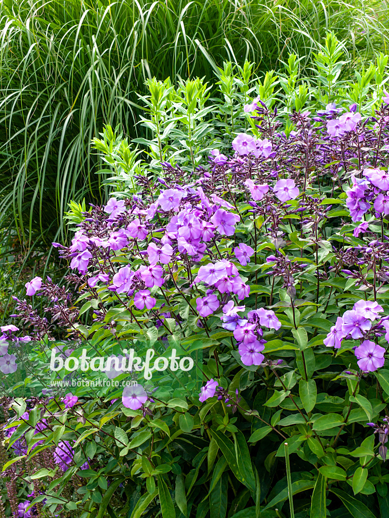 462121 - Phlox paniculé (Phlox paniculata)
