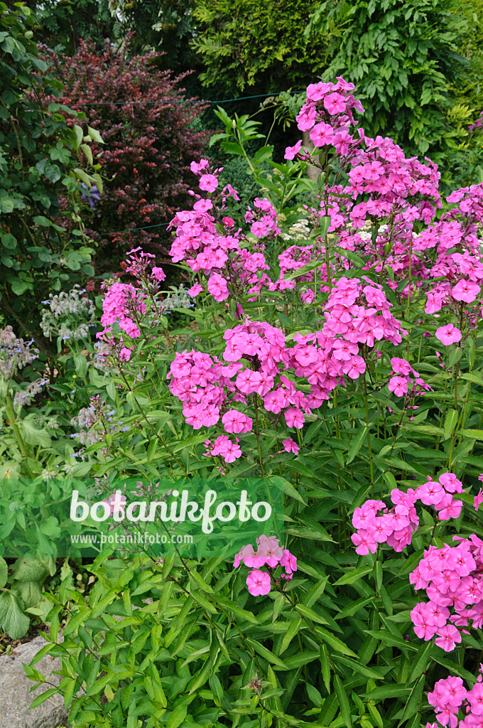 474108 - Phlox paniculé (Phlox paniculata)