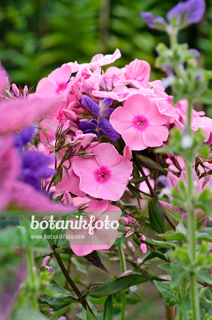 474009 - Phlox paniculé (Phlox paniculata 'Frauenlob')