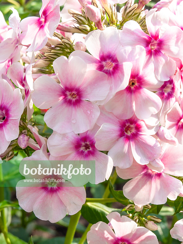 427241 - Phlox paniculé (Phlox paniculata 'Landhochzeit')