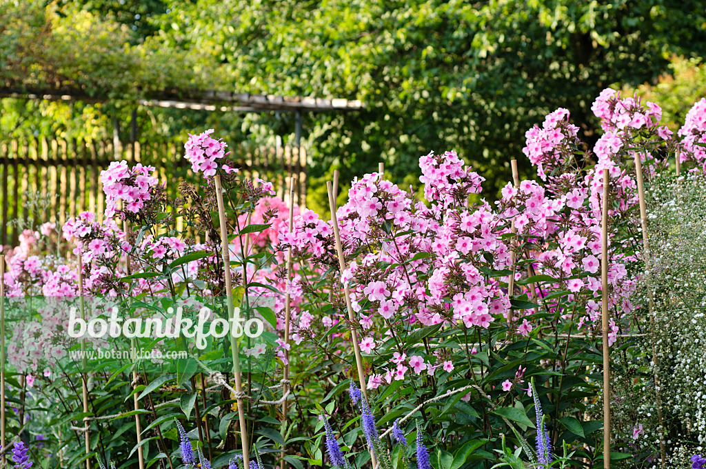 474414 - Phlox paniculé (Phlox paniculata 'Landhochzeit')