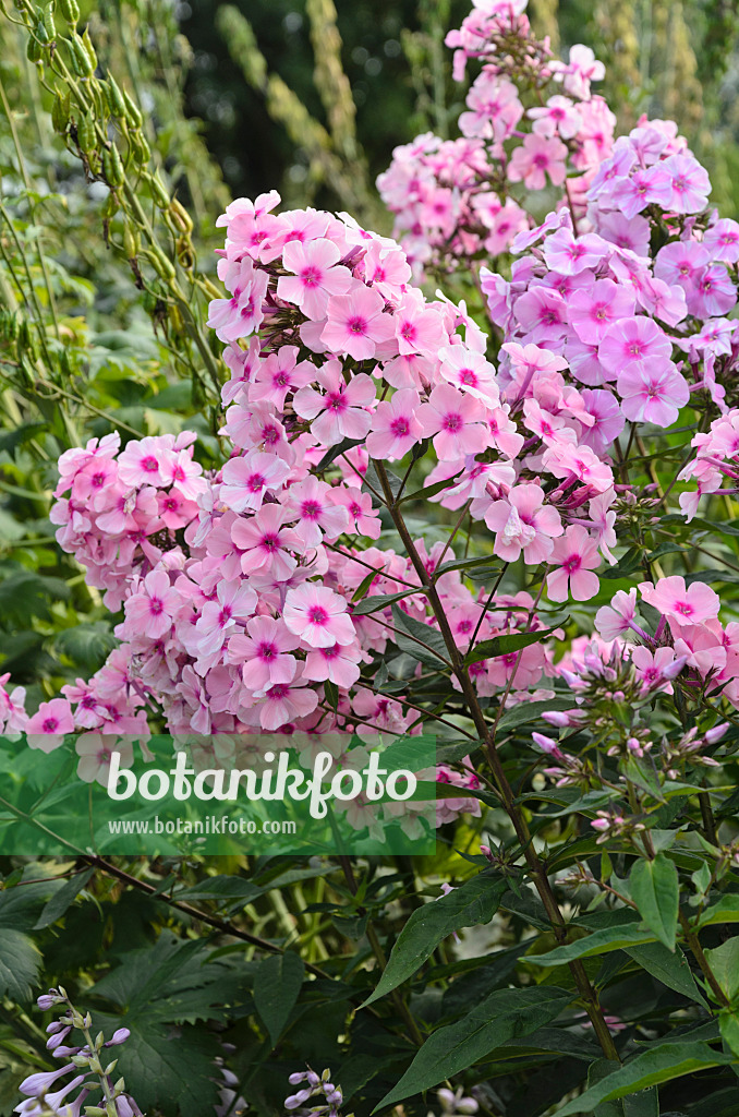 498089 - Phlox paniculé (Phlox paniculata 'Landhochzeit')