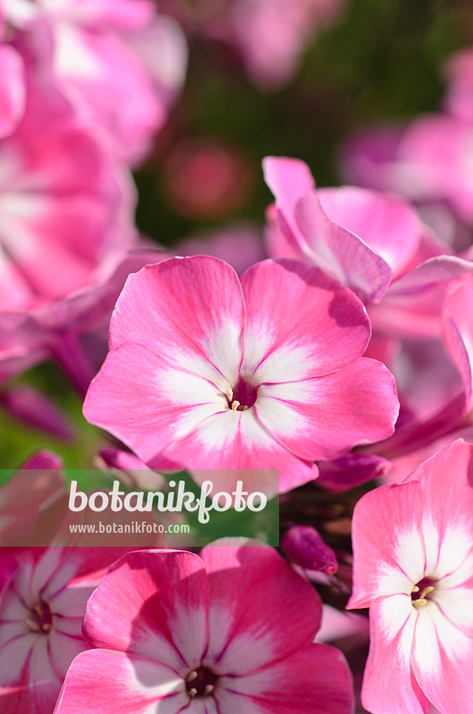 498295 - Phlox paniculé (Phlox paniculata 'Pink Eye Flame')