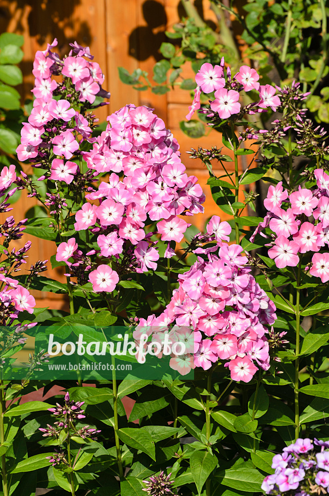 498301 - Phlox paniculé (Phlox paniculata 'Pink Eye Flame')
