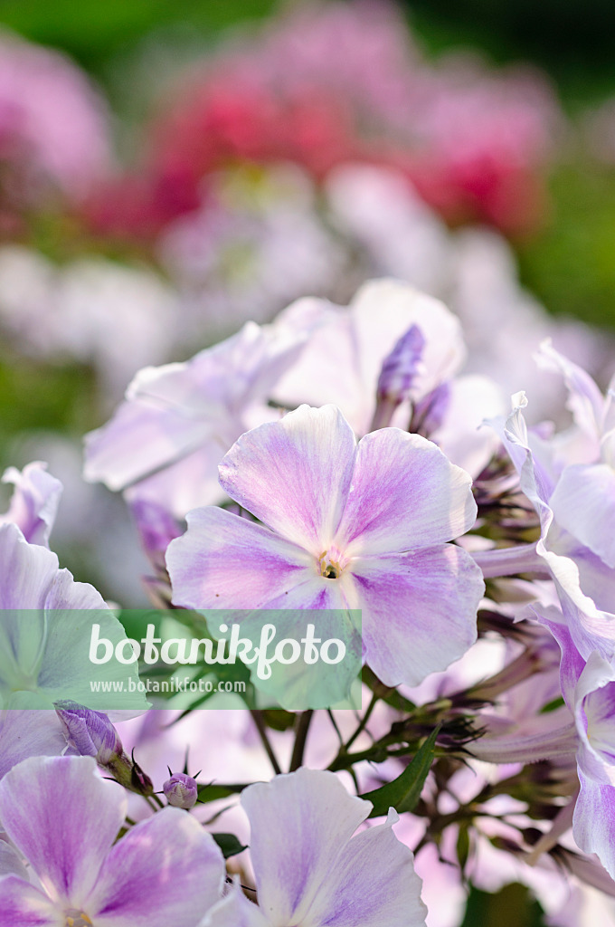 474005 - Phlox paniculé (Phlox paniculata 'Prospero')