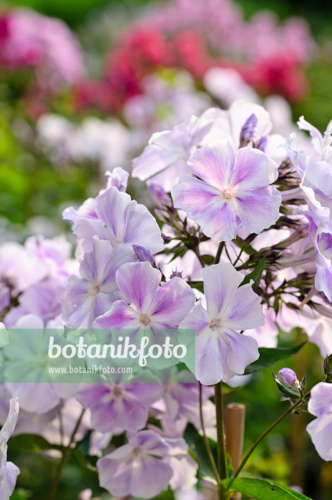 474006 - Phlox paniculé (Phlox paniculata 'Prospero')