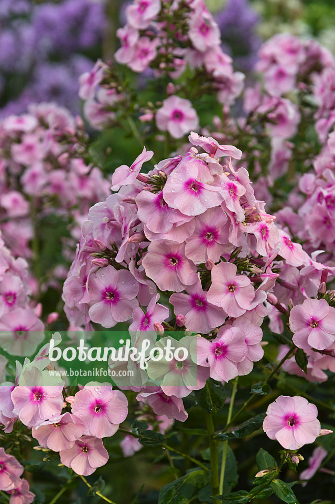 510104 - Phlox paniculé (Phlox paniculata 'Puderquaste')