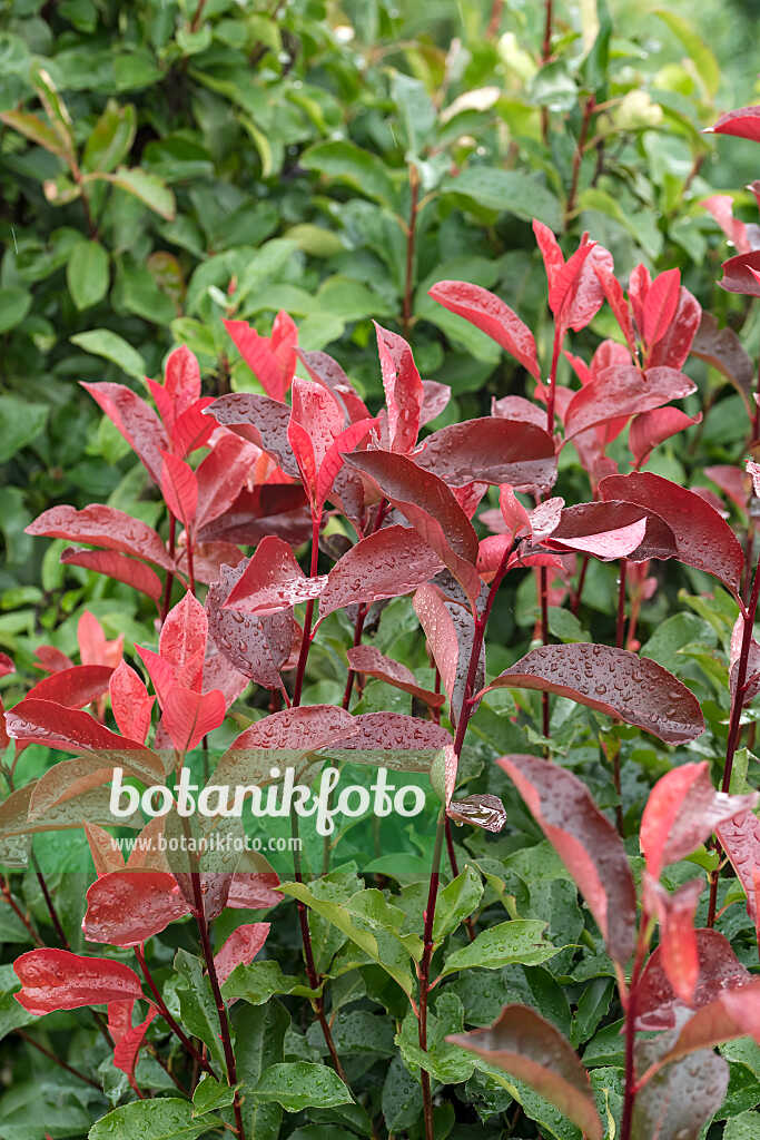 675277 - Photinia x fraseri 'Camilvy'