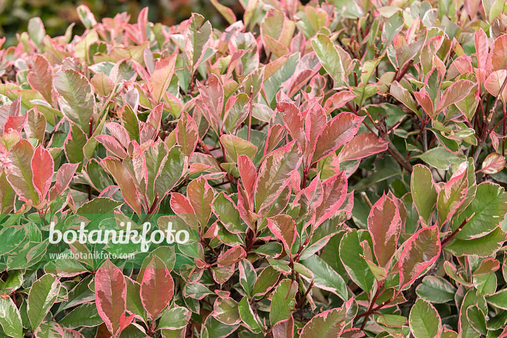 675278 - Photinia x fraseri 'Louise'