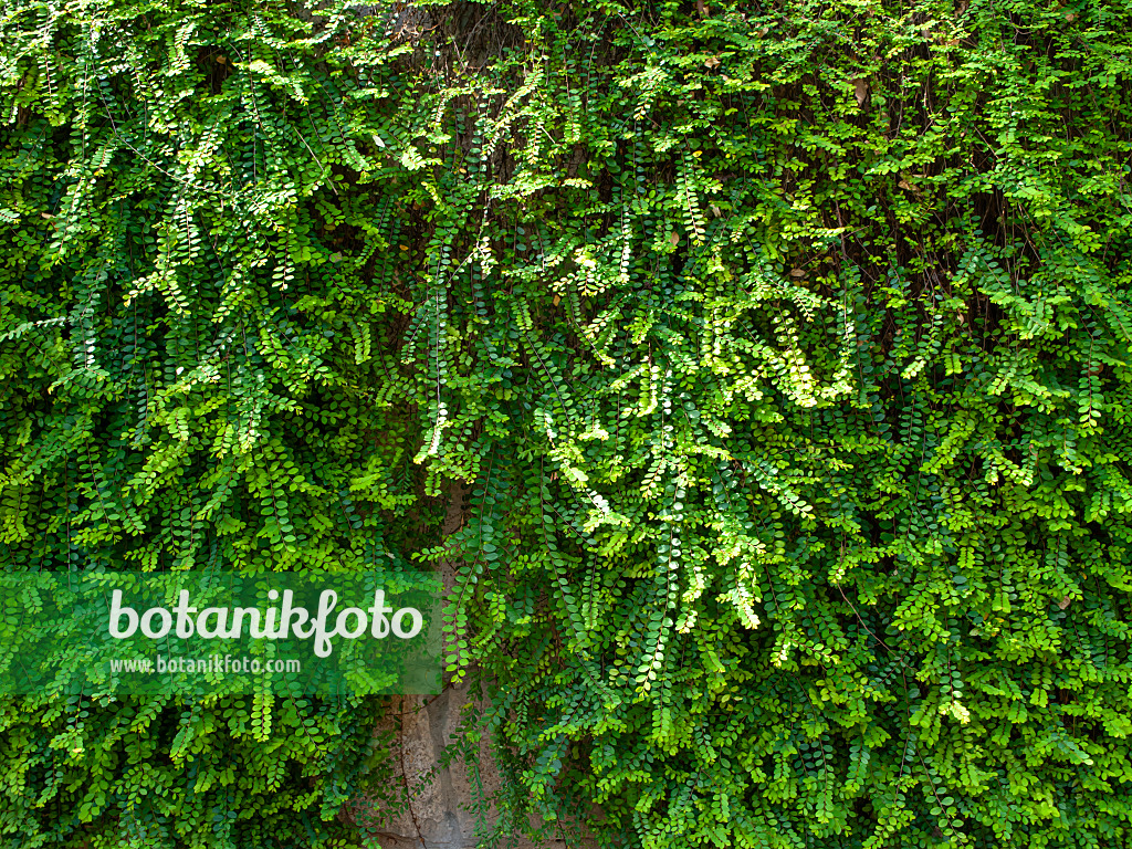 434167 - Phyllanthus cochinchinensis at a wall