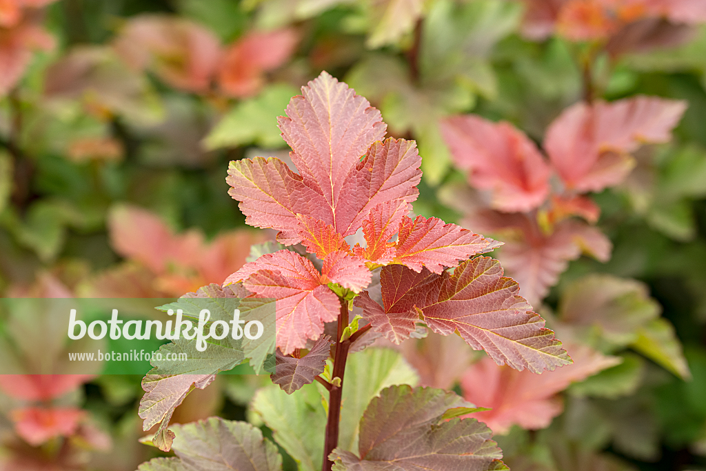 664305 - Physocarpe à feuilles d'Obier (Physocarpus opulifolius 'Amber Jubilee')