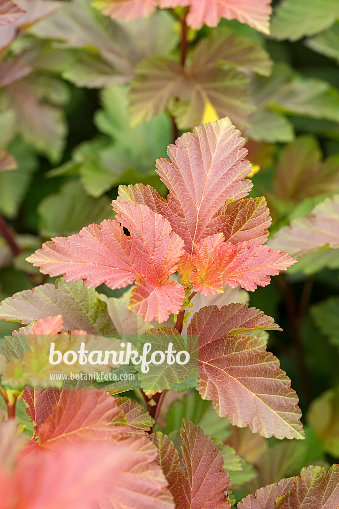 664306 - Physocarpe à feuilles d'Obier (Physocarpus opulifolius 'Amber Jubilee')