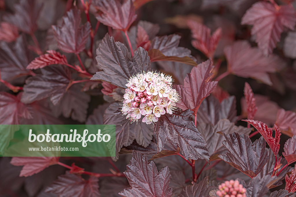 664307 - Physocarpe à feuilles d'Obier (Physocarpus opulifolius 'Lady in Red')