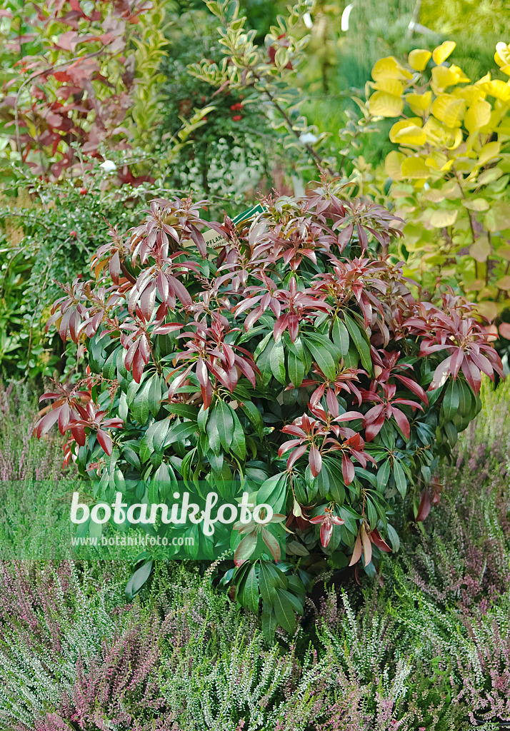 490108 - Piéride du Japon (Pieris japonica 'Katsura')