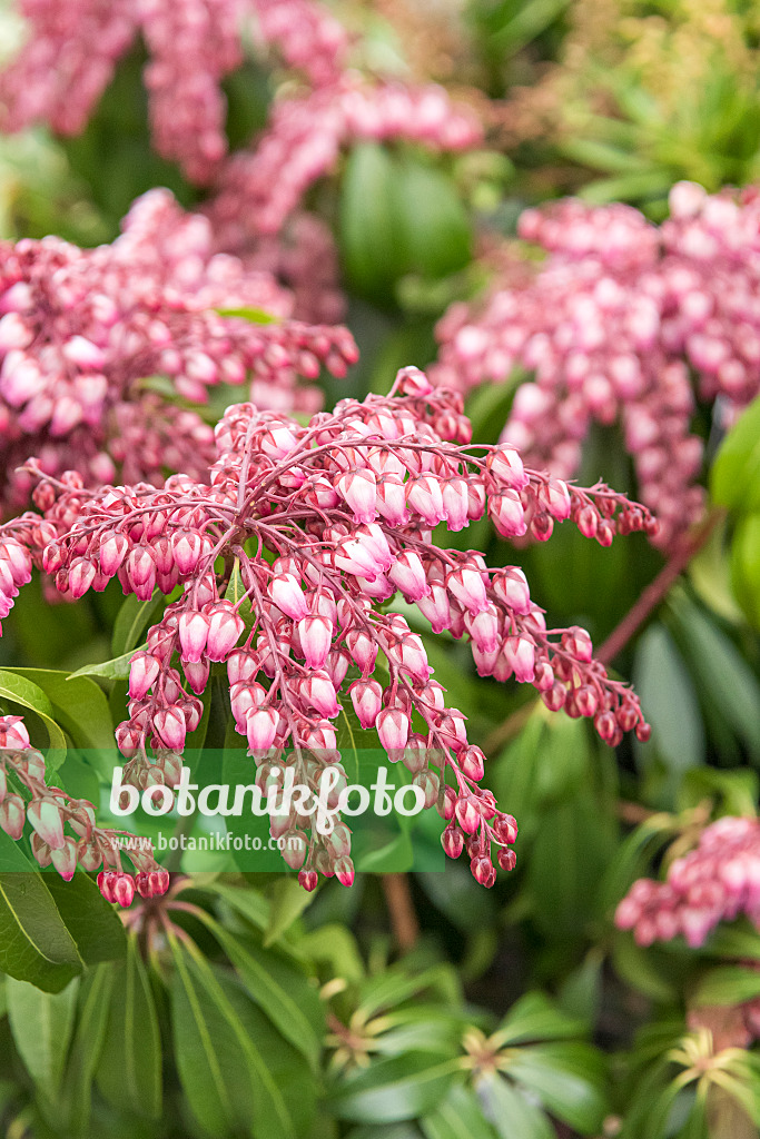 625312 - Piéride du Japon (Pieris japonica 'Katsura')