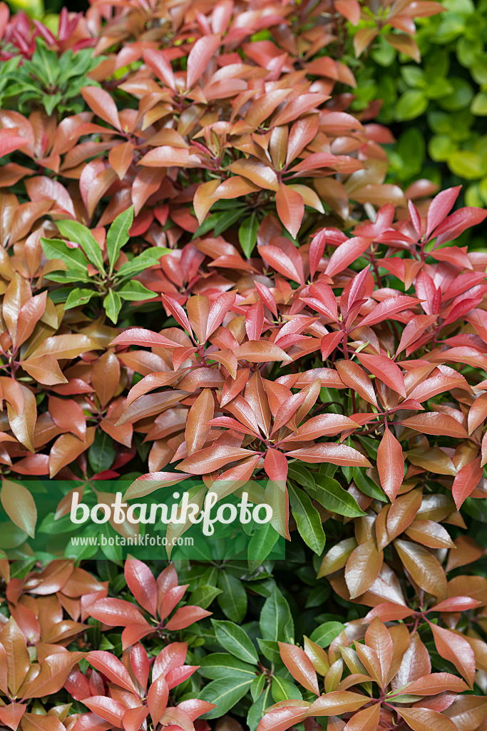 664319 - Piéride du Japon (Pieris japonica 'Red Mill')