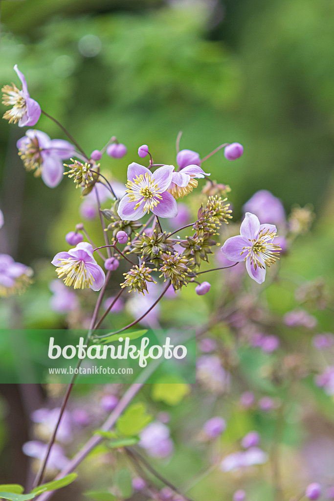664461 - Pigamon (Thalictrum rochebrunianum)