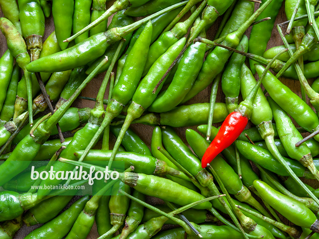 436010 - Piment (Capsicum)