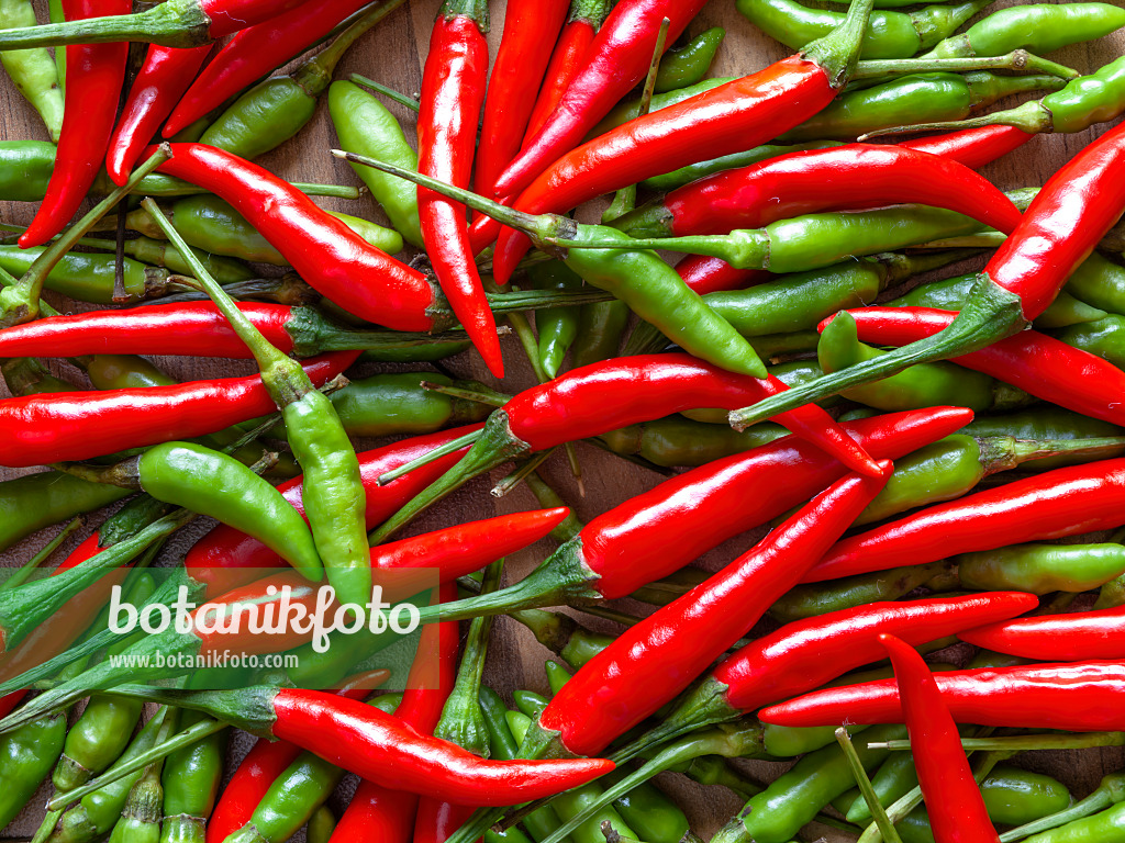 436012 - Piment (Capsicum)