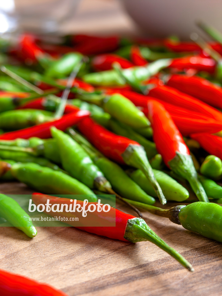 436013 - Piment (Capsicum)