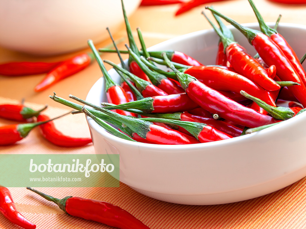 436031 - Piment (Capsicum)
