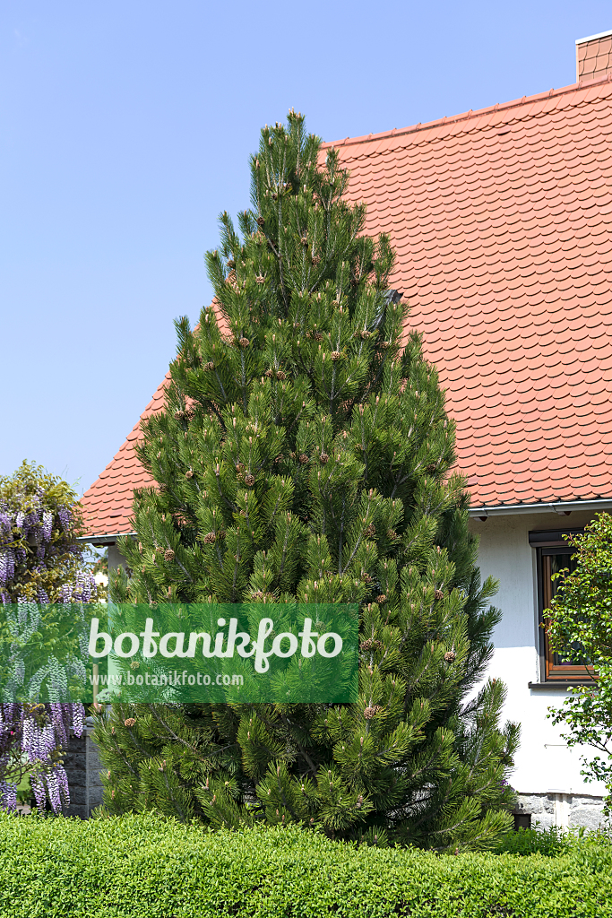 664321 - Pin de Bosnie (Pinus heldreichii 'Fastigiata')