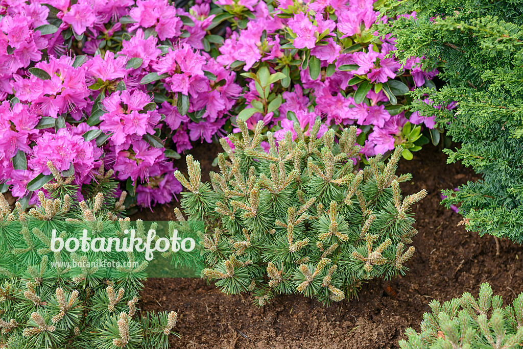 558182 - Pin de montagne (Pinus mugo 'Humpy') et azalée japonaise (Rhododendron x obtusum 'Königstein')