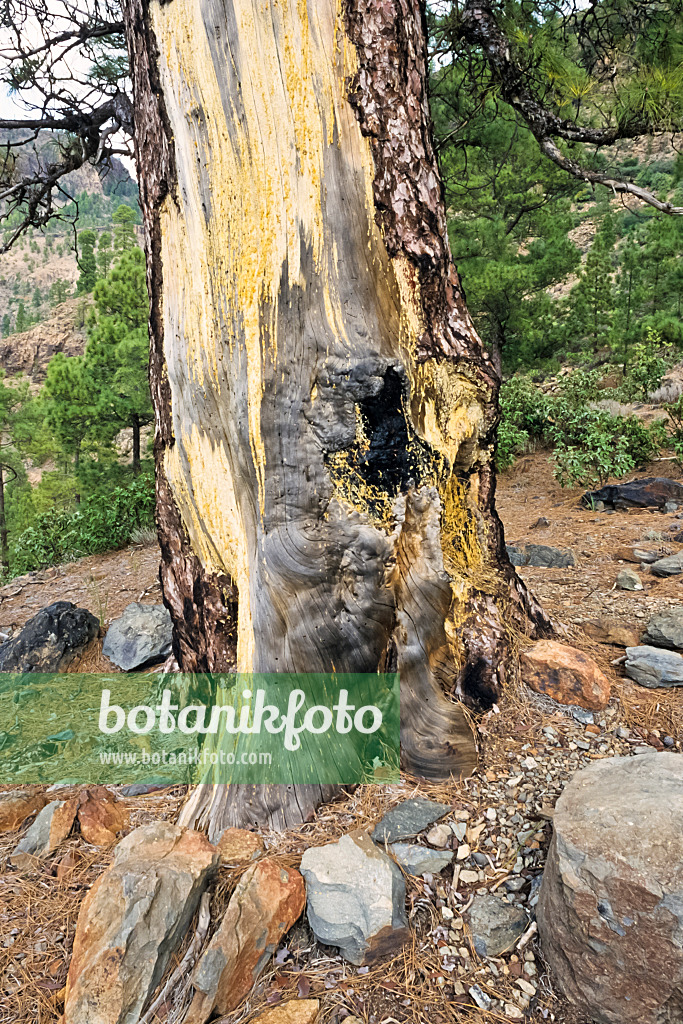 397026 - Pin des Canaries (Pinus canariensis), réserve naturelle de Pilancones, Gran Canaria, Espagne